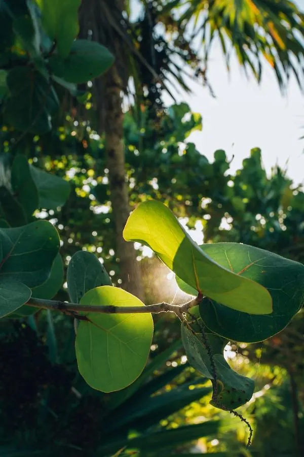 Ikal Tulum Hotel